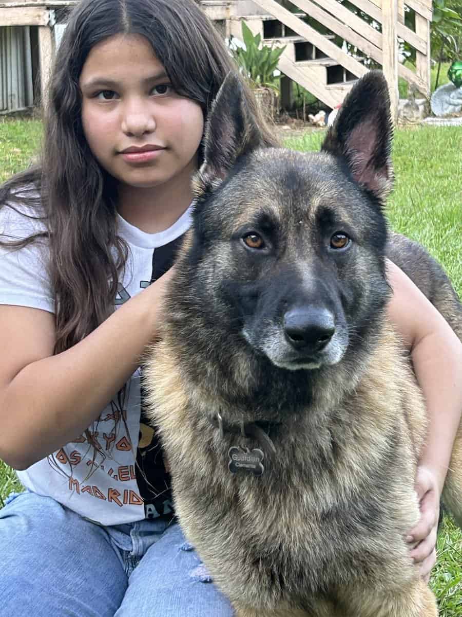 German Shepherd Puppies image 15