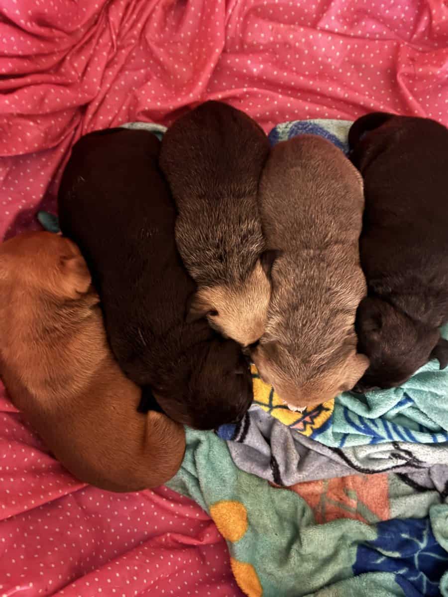 9 week old American bully puppy male image 6