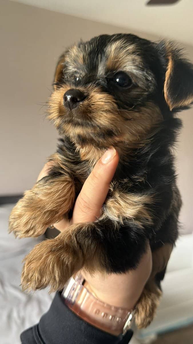 Yorkie image 1