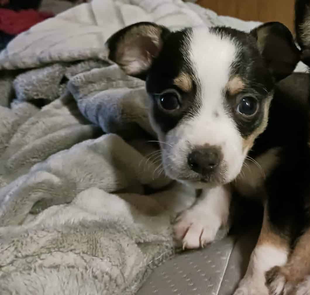 Chihuahua jack Russel mix image 2
