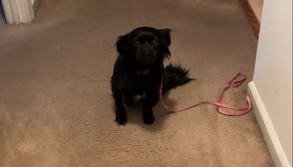 Rehoming Lo image 1