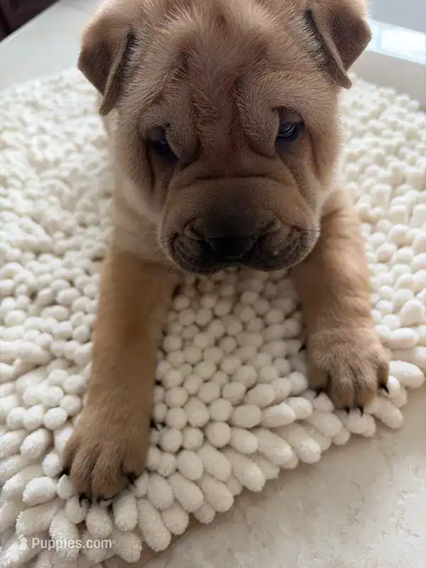Chinese Shar-pei image 10