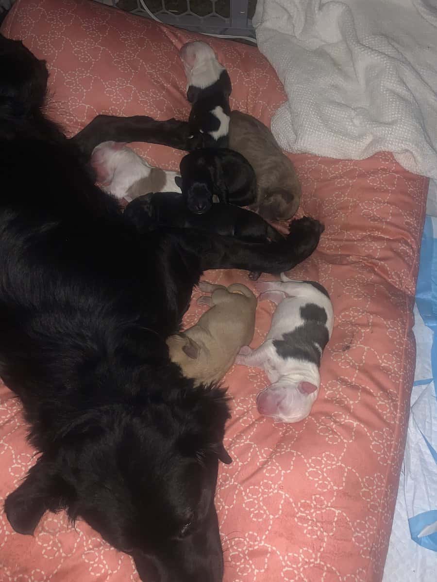 Chow × Staffordshire Terrier Mix Puppies (Newbo image 2