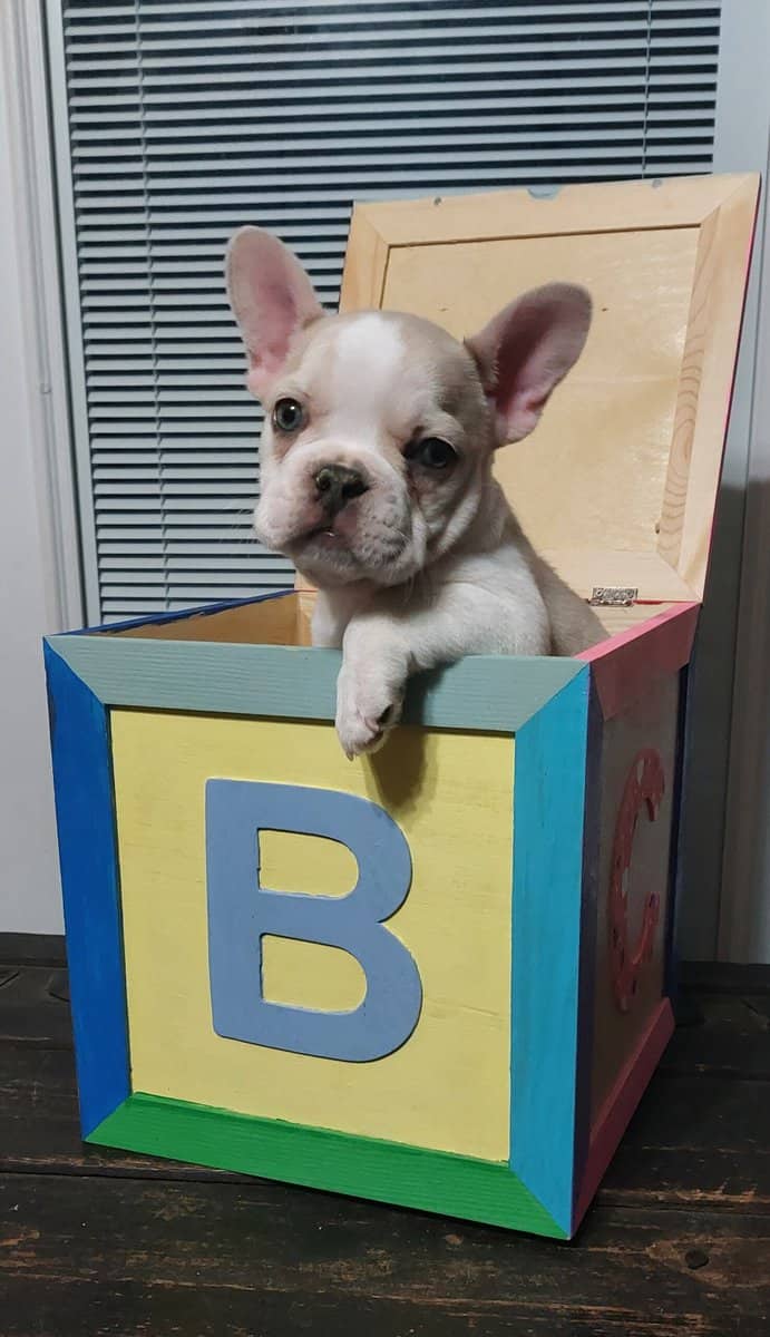 French bulldog male image 1