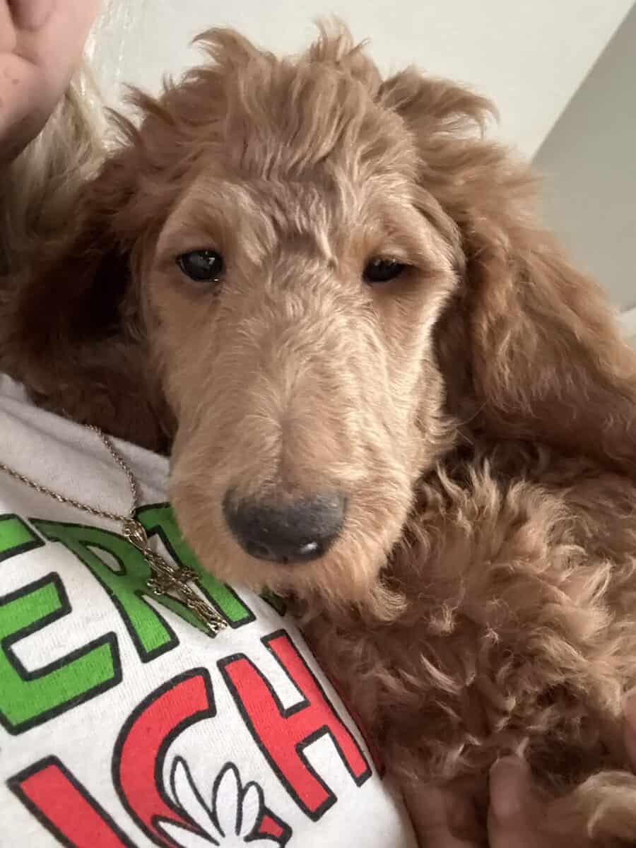 AKC standard poodle puppies image 2