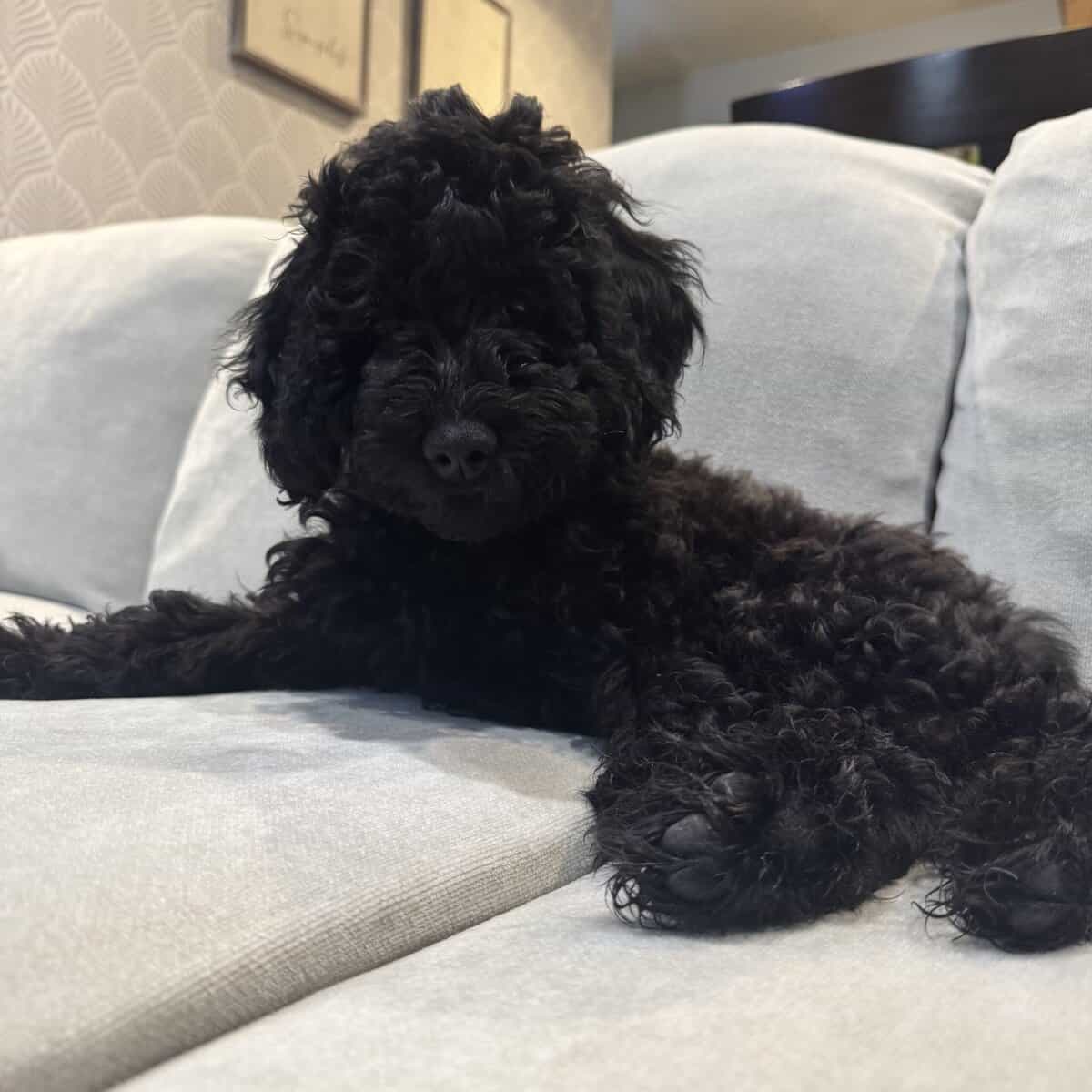 f1bb Mini Merle Goldendoodles image 3