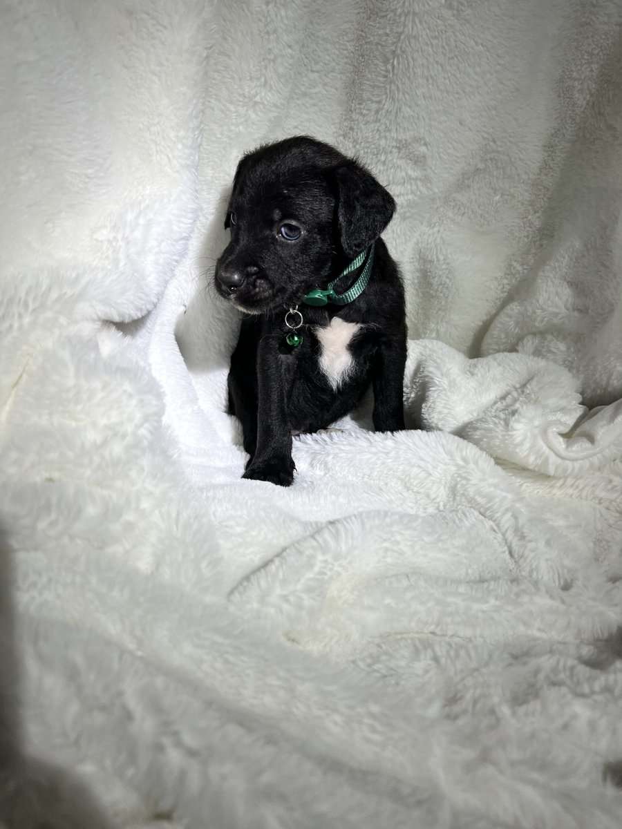Cane Corso - Standard Poodle “Canoodles” image 6