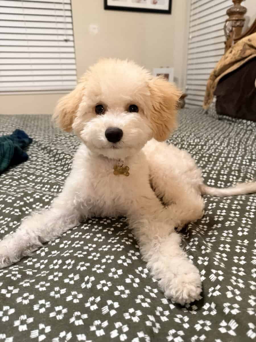 Maltipoo puppy image 4