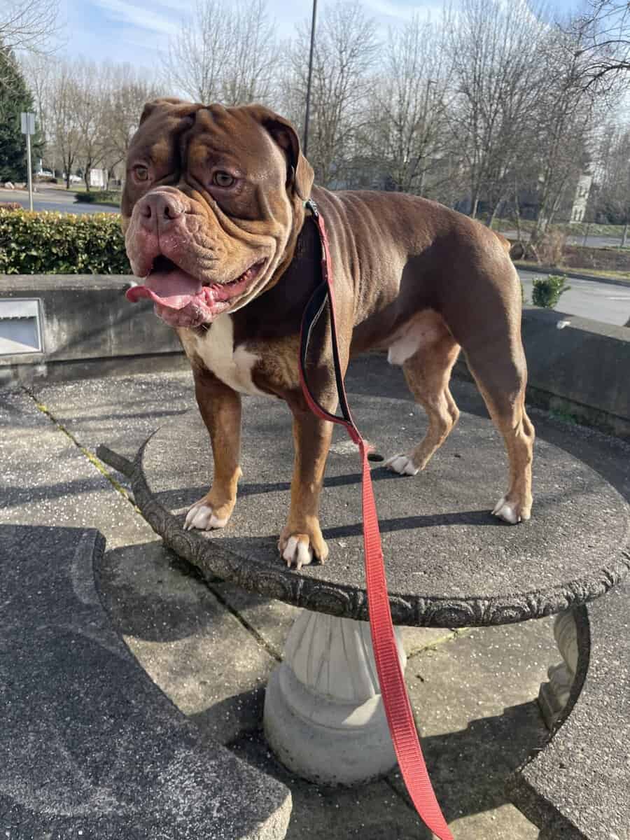 Rockey is a 1 year old olde English bulldog image 1