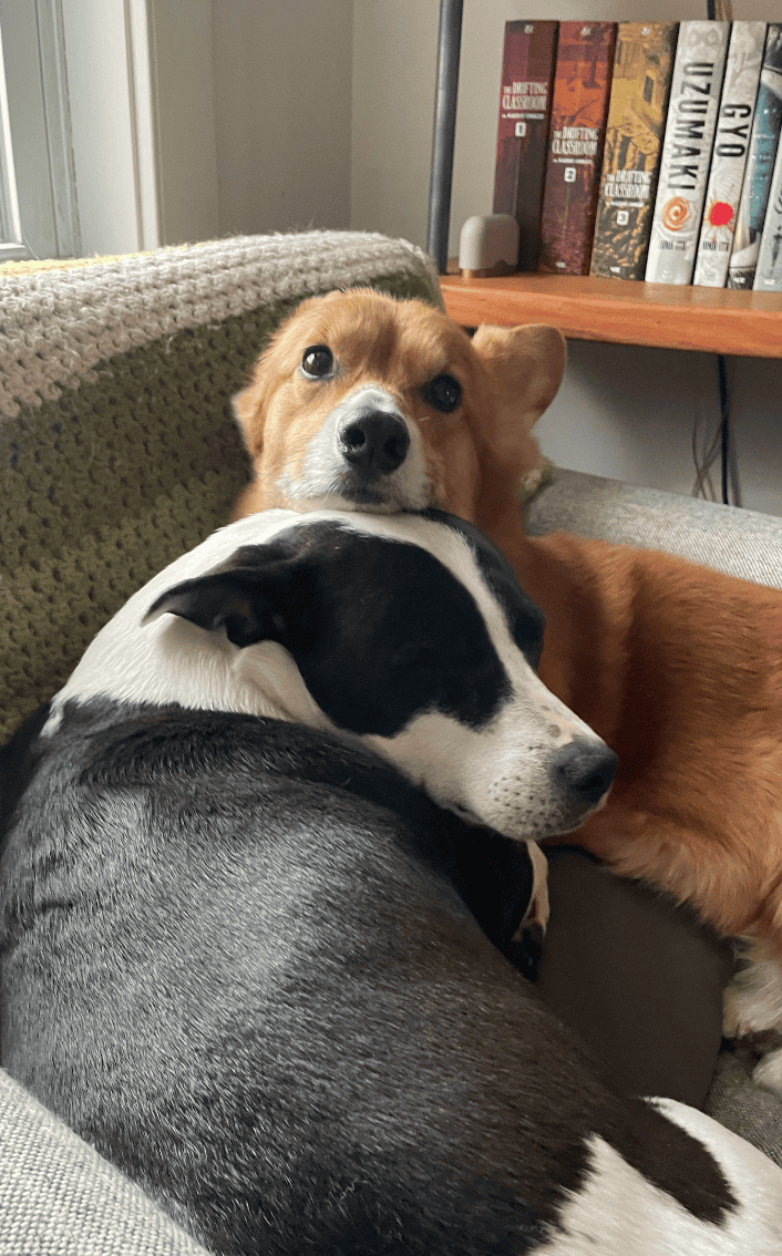 Corgi & Corgi-mix (bonded pair) image 5