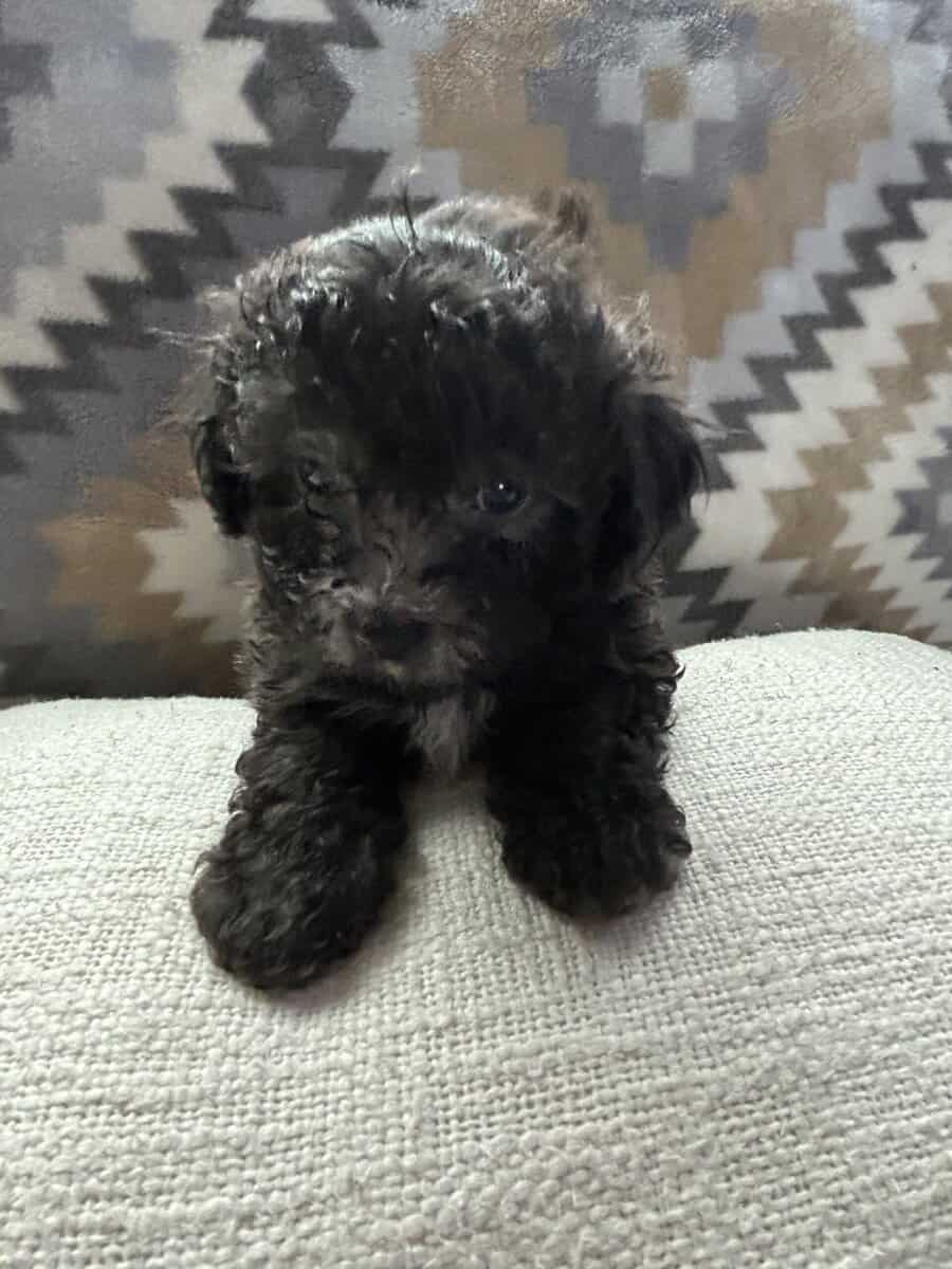 maltipoo puppies image 6