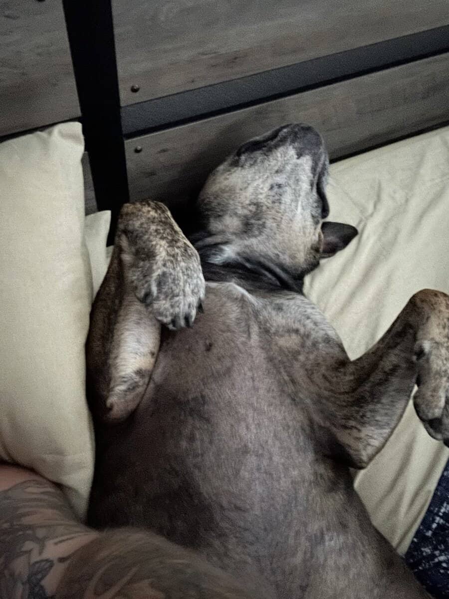 Loving Home Needed for Bruno - 6-Year-Old Cane Cor image 5