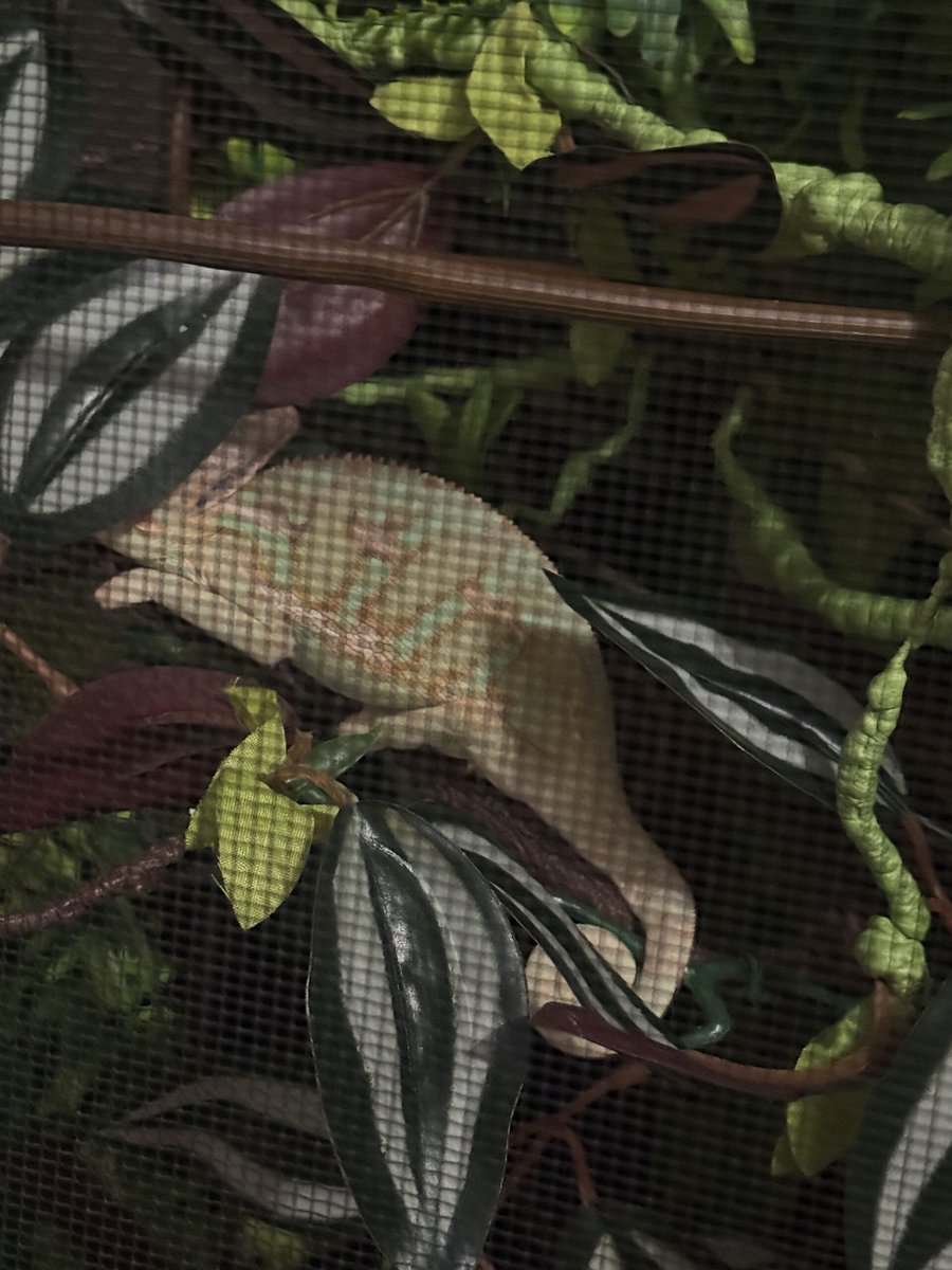 Veiled chameleon image 4