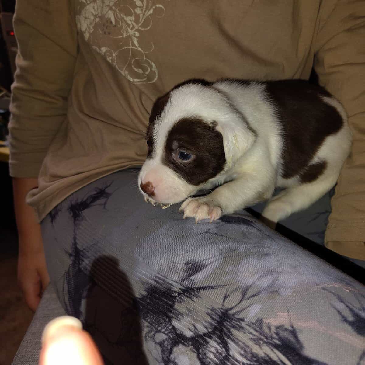 Rehoming puppies image 3
