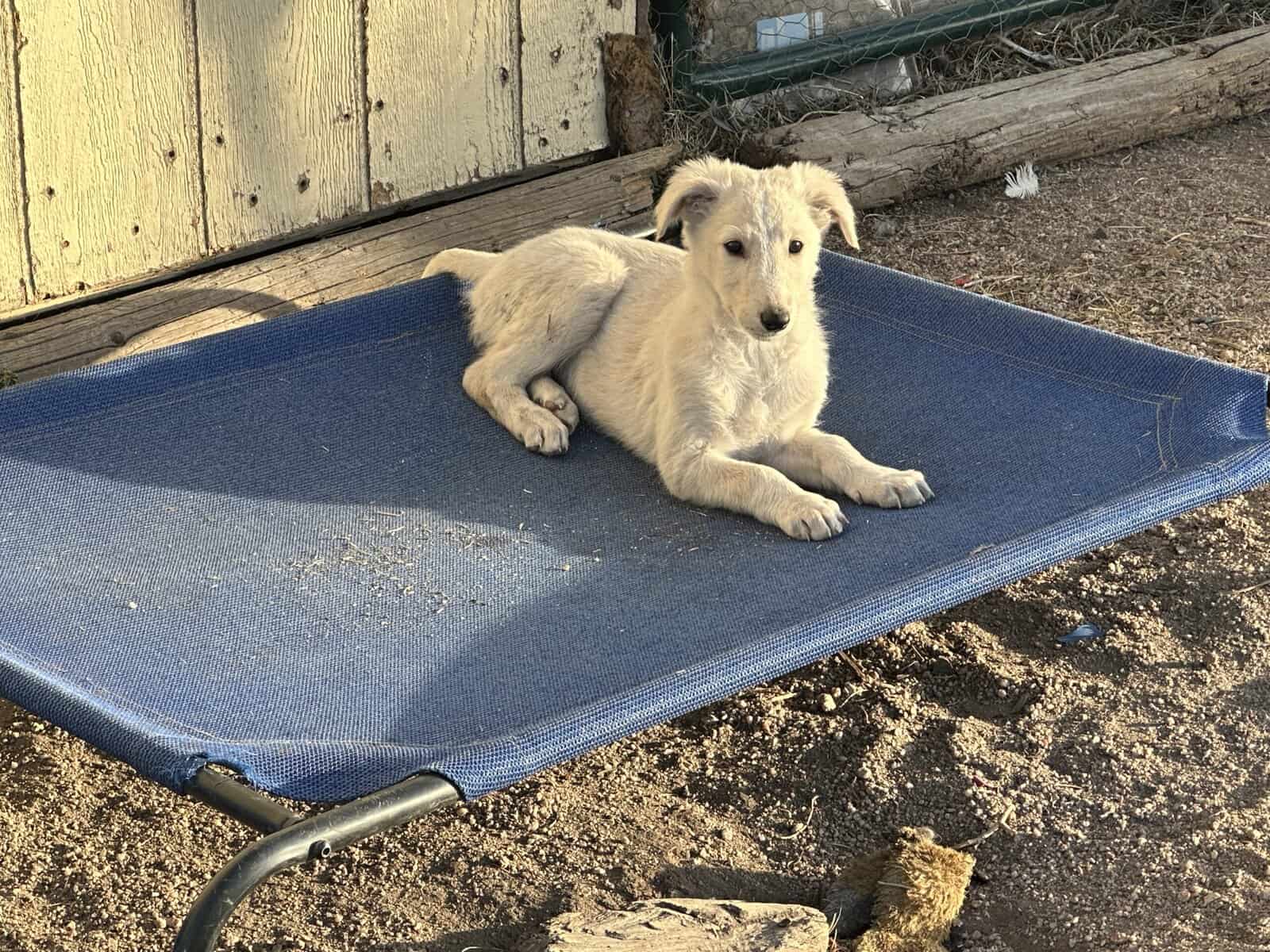 Borzoi-Greyhound Puppies image 7