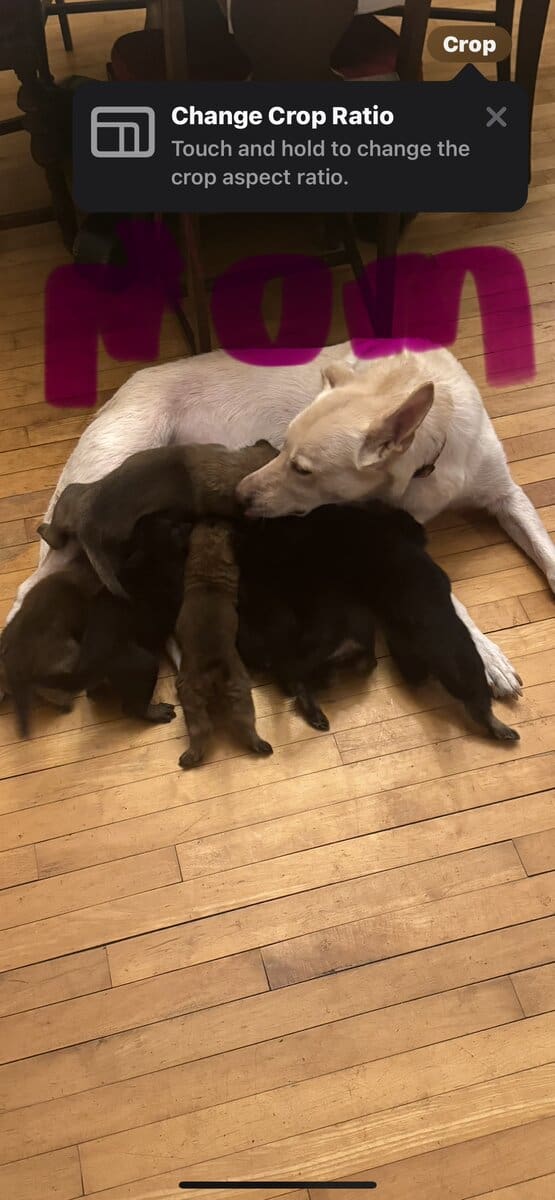 Belgian Malinios Puppies image 1