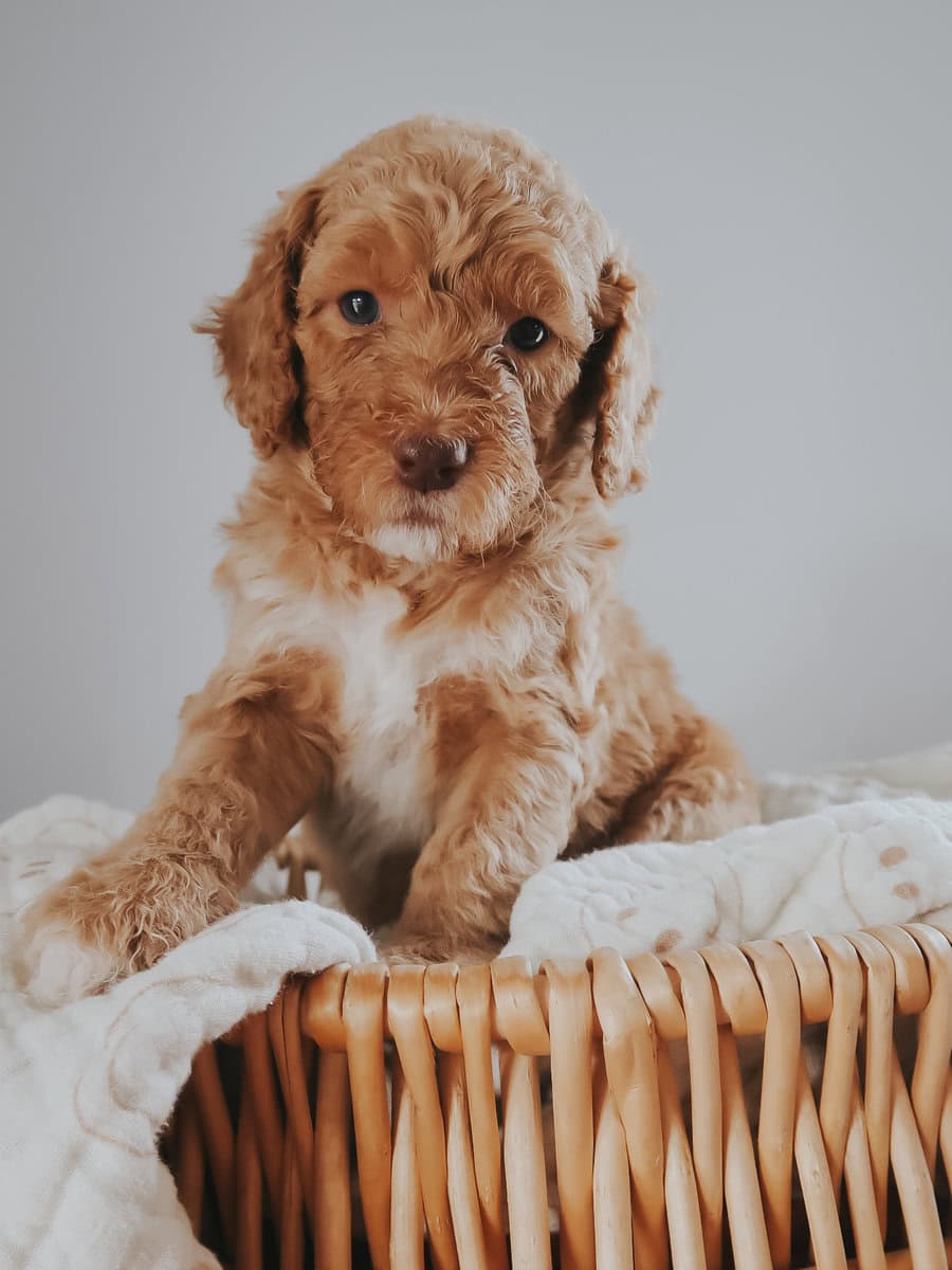 Multi-Gen Doodle Puppies for sale! image 4