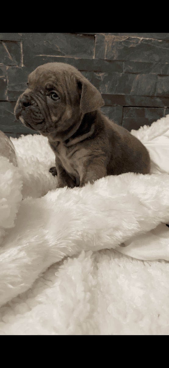 Merle mastiff puppies Chicago Illinois image 8