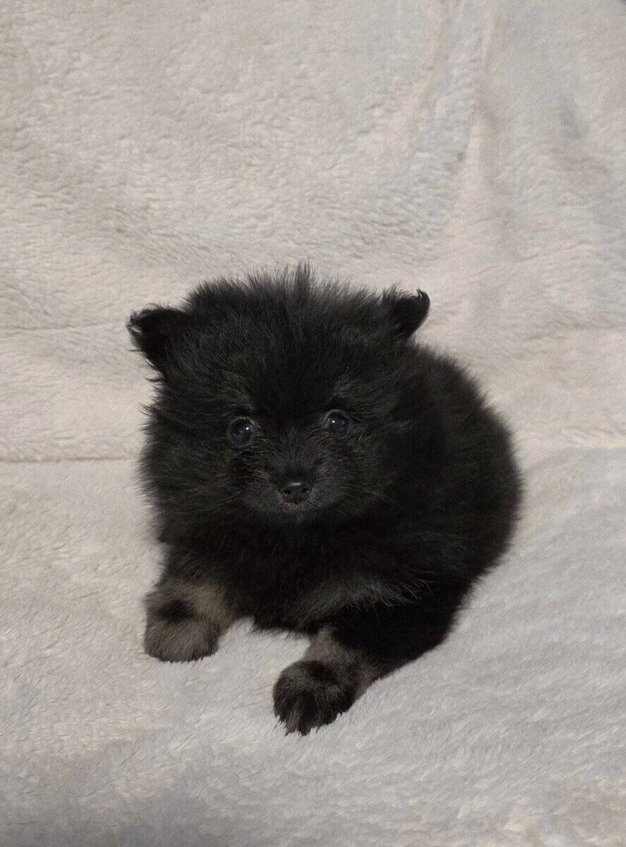 Pomeranian puppies image 5