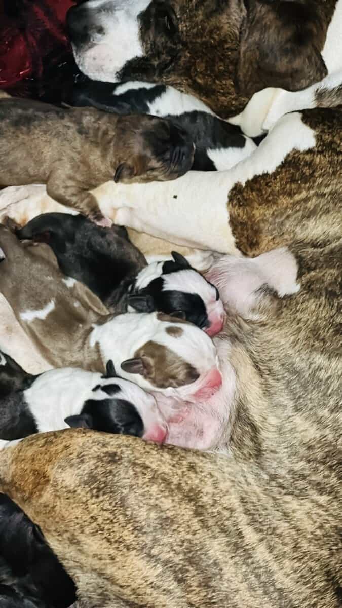 Adorable Pitbull Puppies – Now Reserving image 3