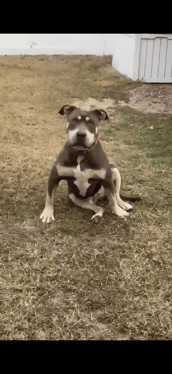 American Bullies image 2