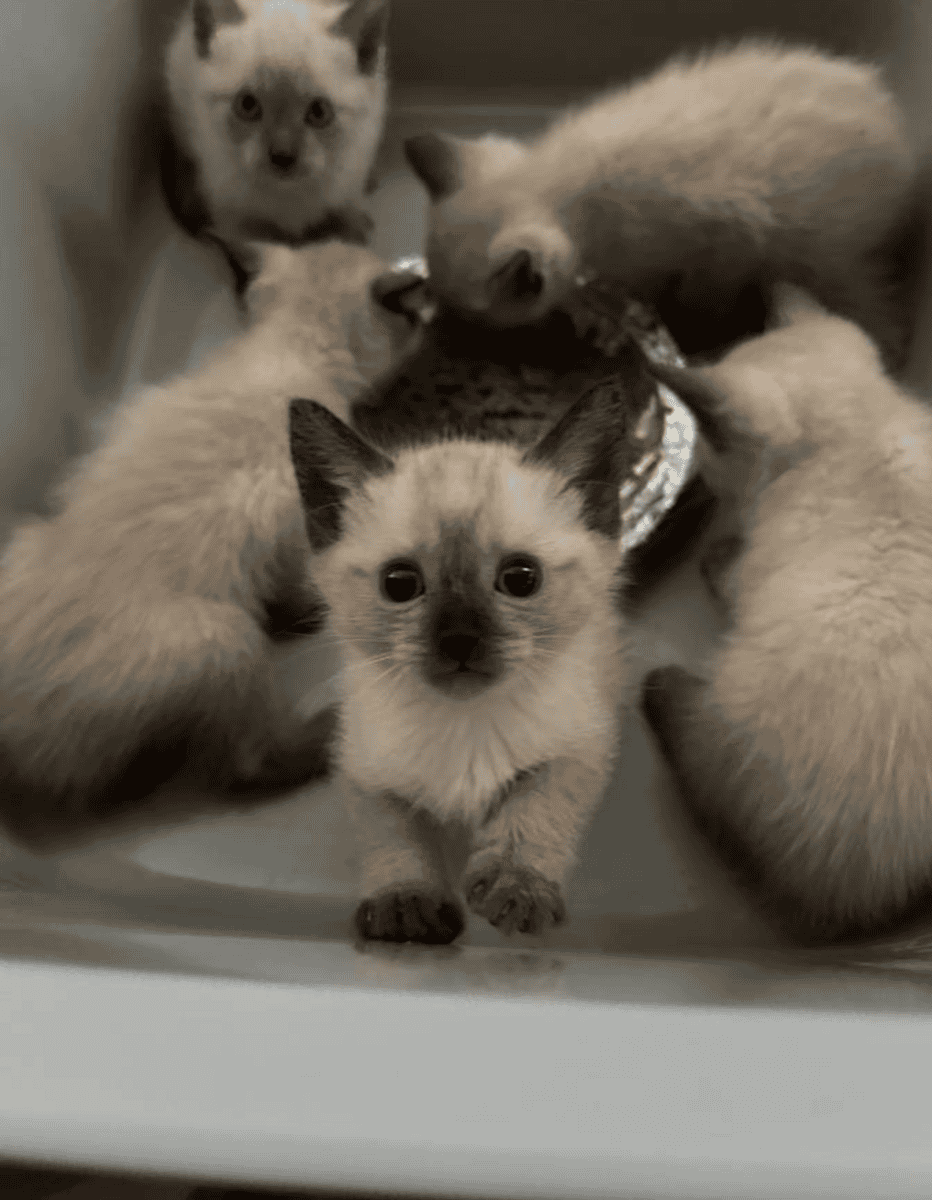 Rehoming Siamese Kittens image 1