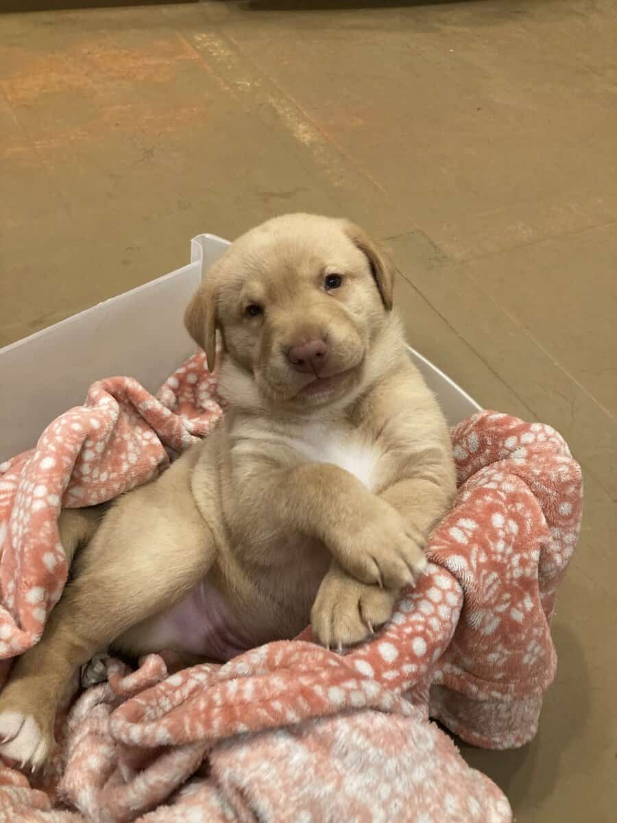 Lab mix puppies image 6