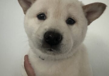 White, Male, Shiba Inu Puppy For Sale
