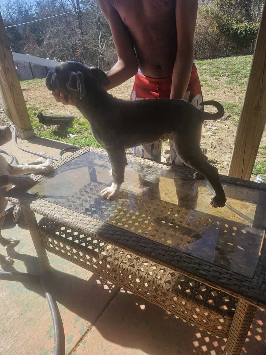 Cane corso pit mix/ image 4