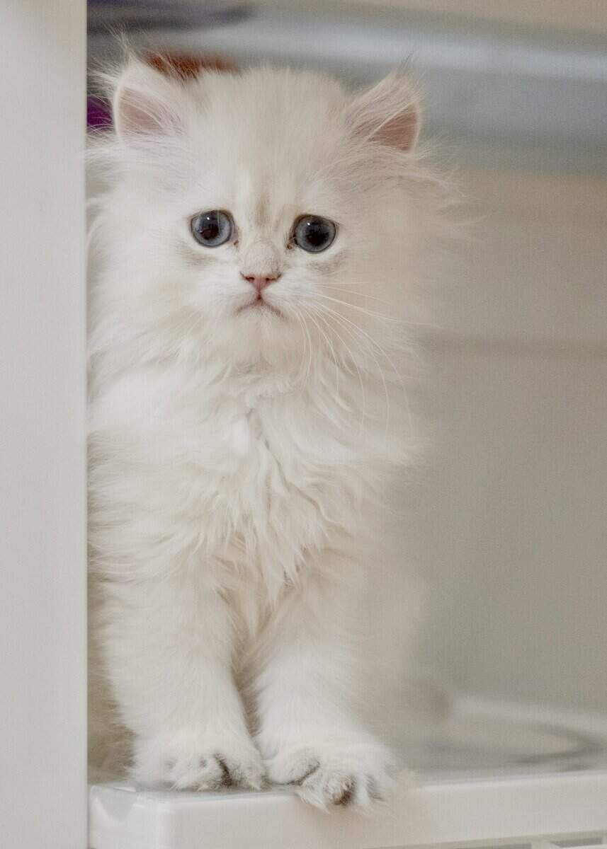 Adorable British Longhair Golden Blue Point image 5