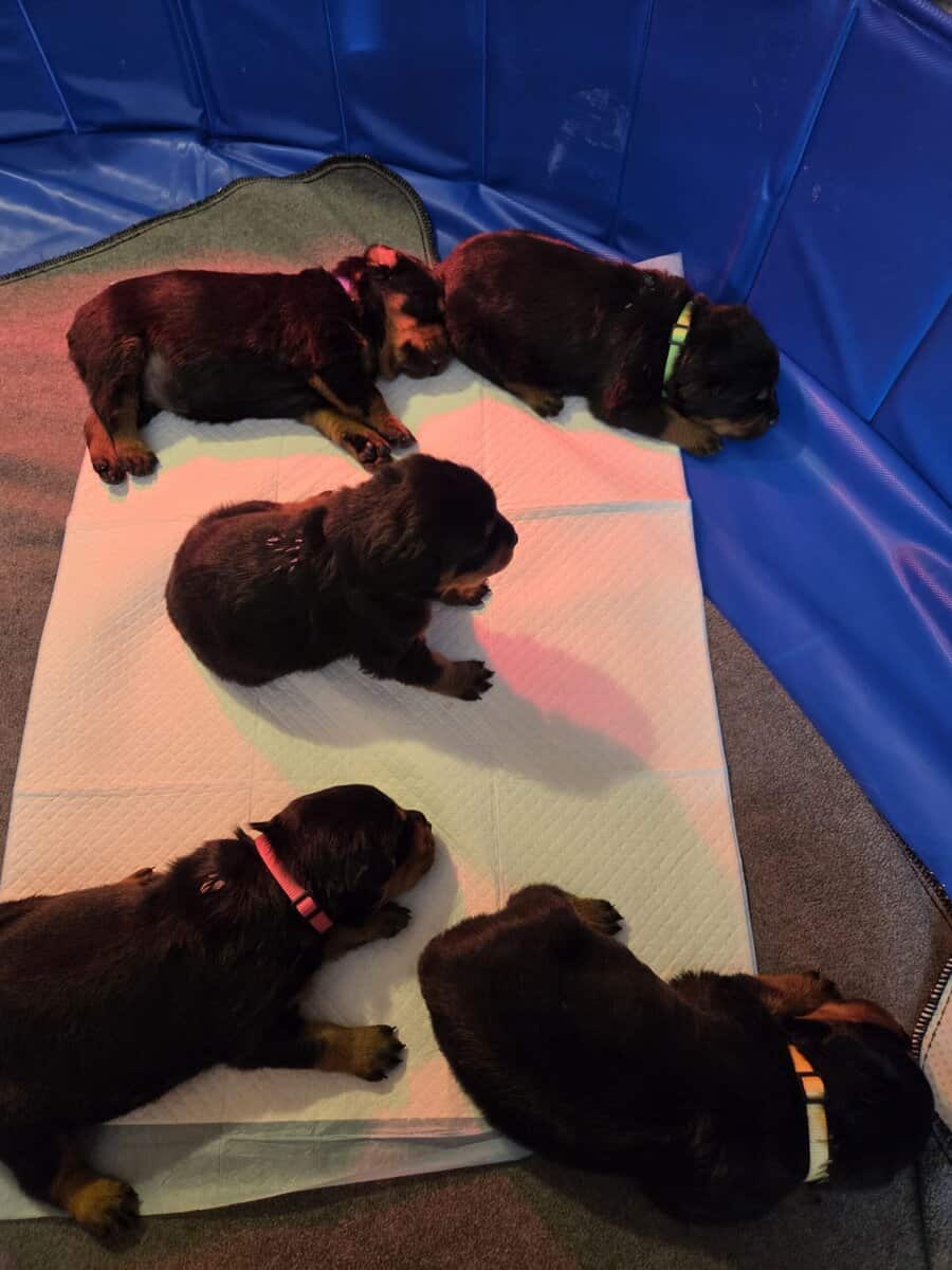Front Range Rottweilers Looking For Loving Homes image 13