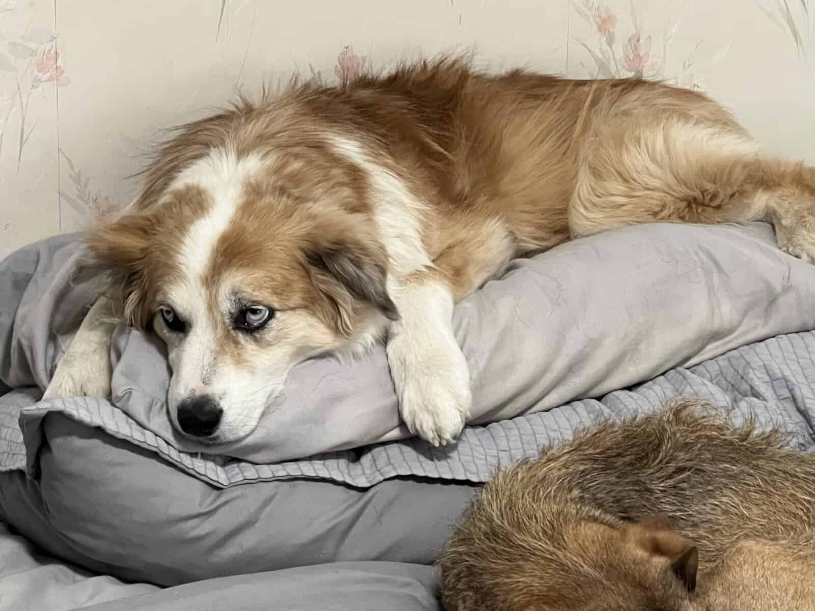 Sweet Female Aussie Looking for Her Person image 1