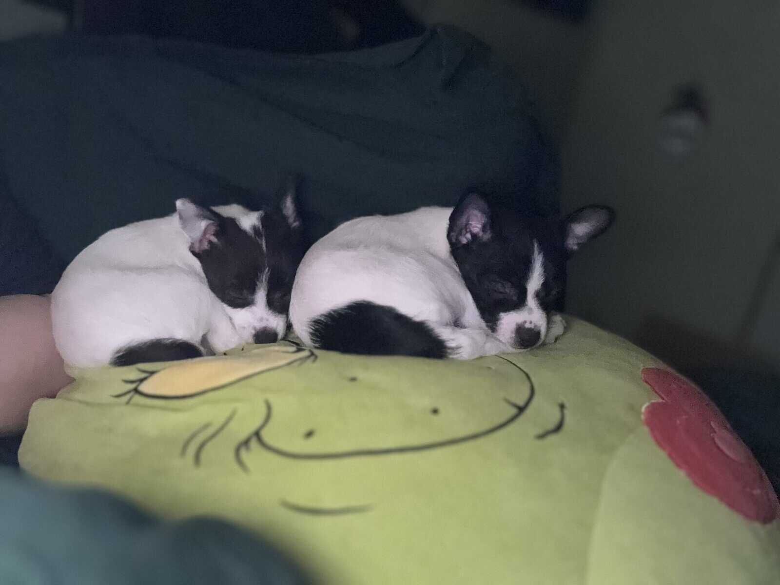 Pom-chi puppies image 5