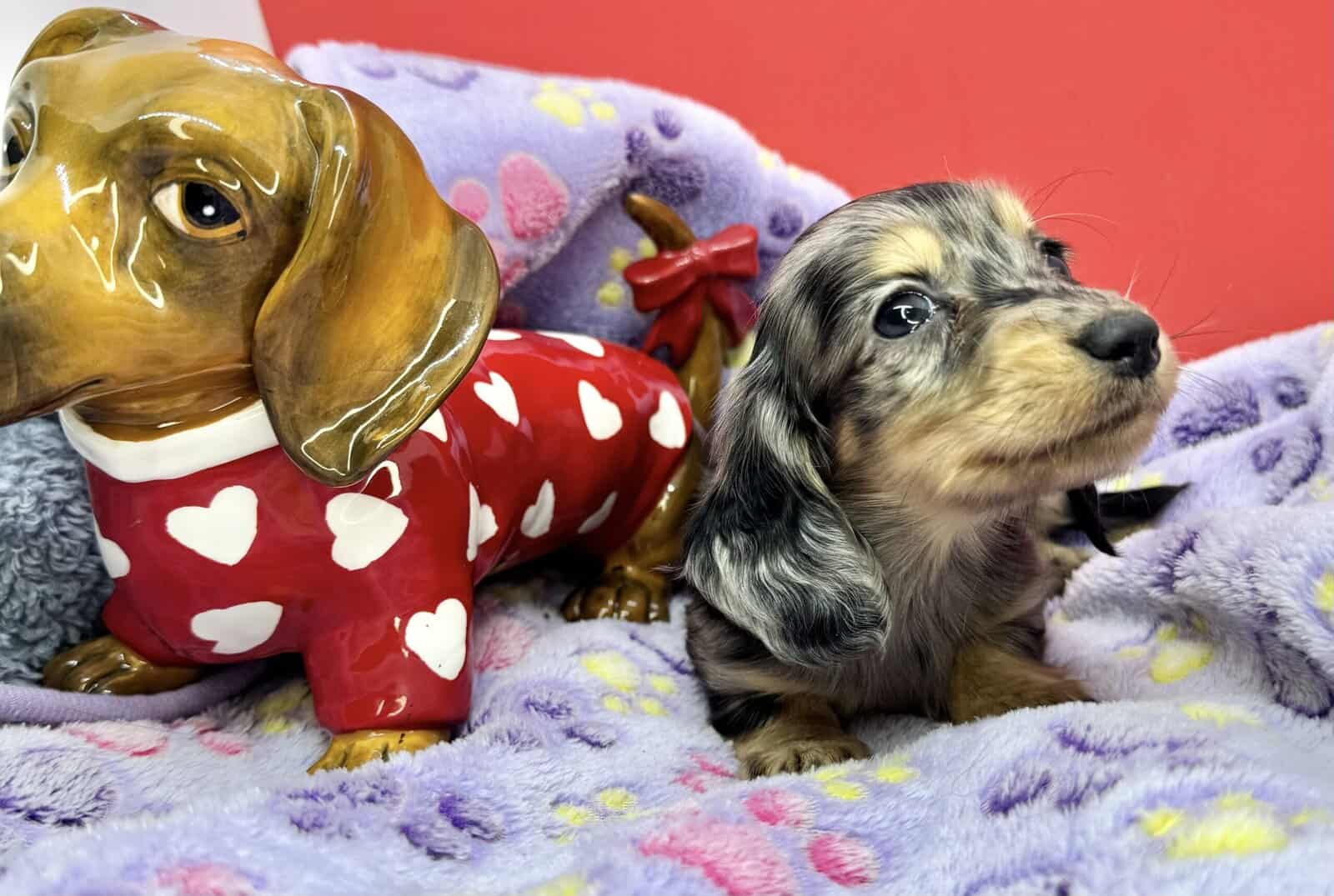Champion bred dachshund puppies-Import line AKC image 12