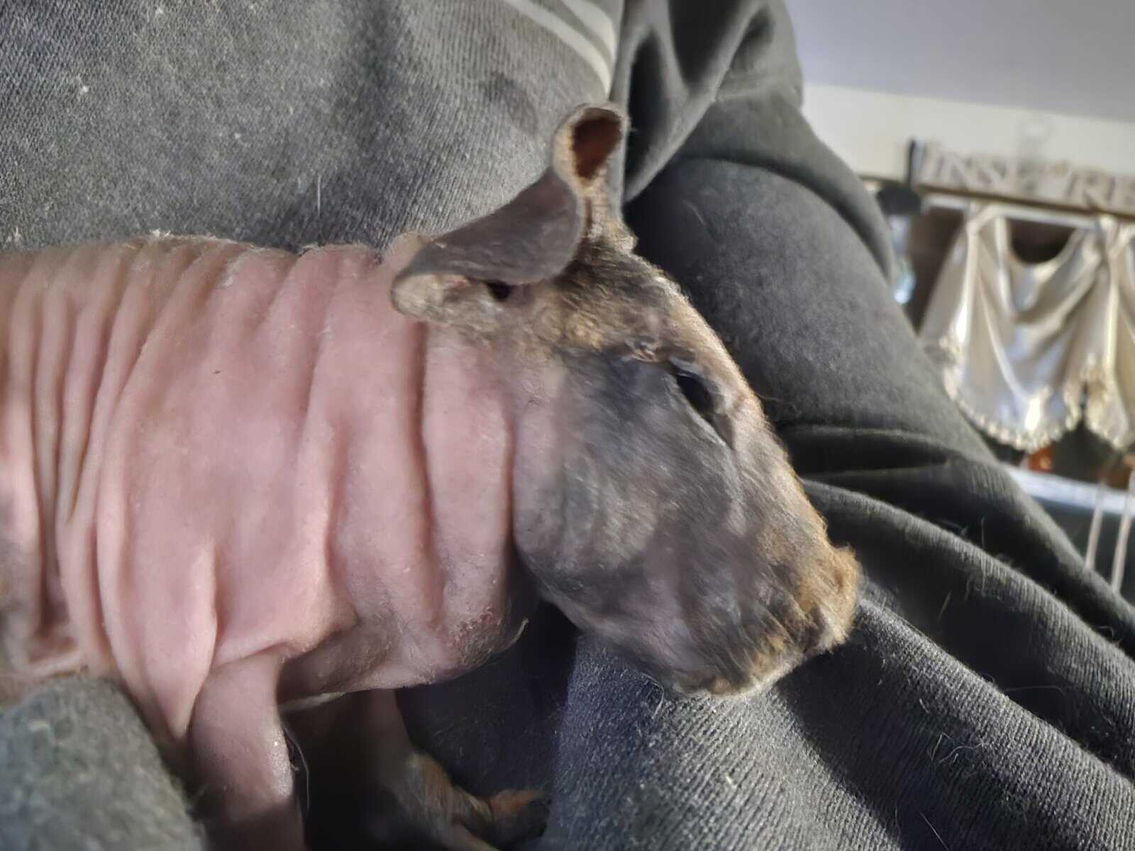 Skinny pig babies for rehoming image 6