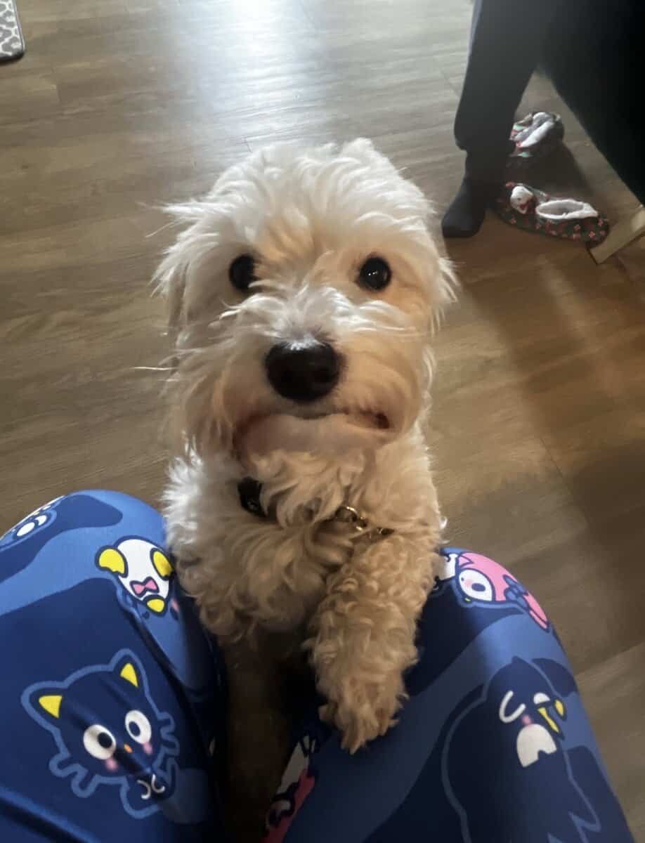 Pug Maltese mix image 3