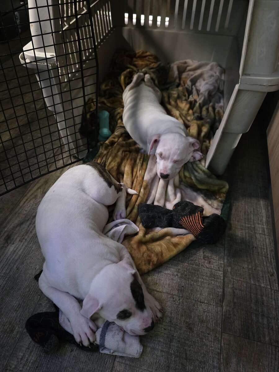 pitbull puppies image 6