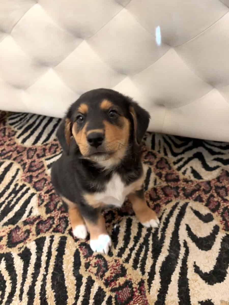 Cowboy corgi image 1