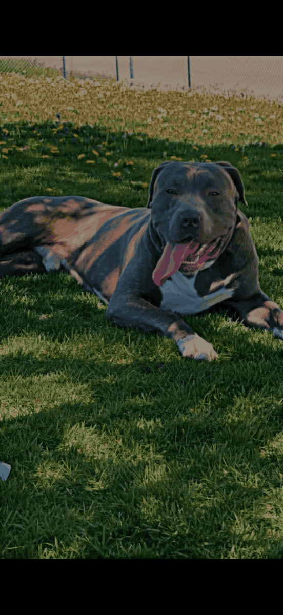 Bandog Puppies image 13