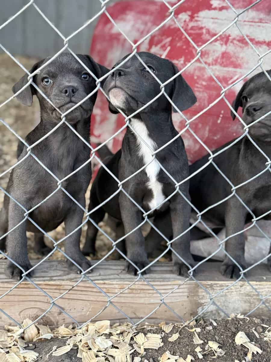 Zelda x Tiaga: Frenchador Litter image 18