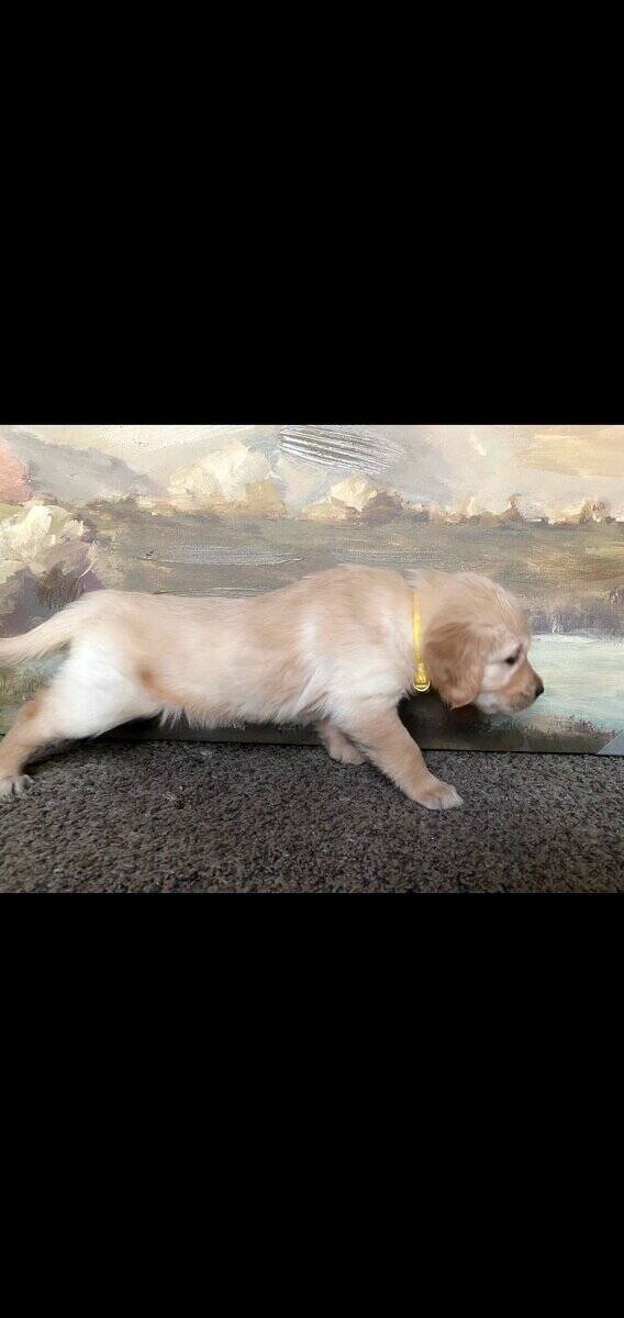 Valentines golden retriever puppies image 4
