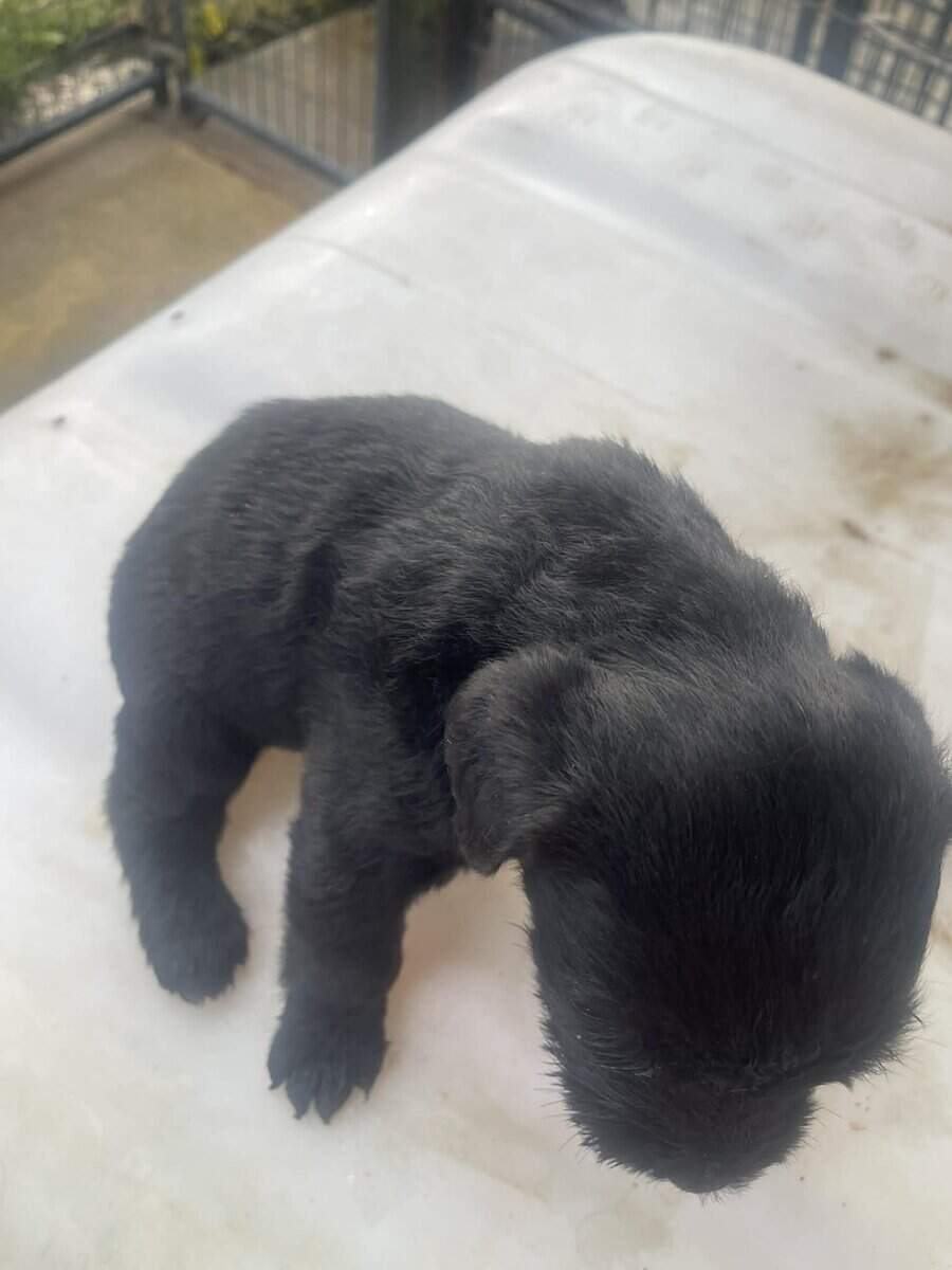 Giant Schnauzer image 3
