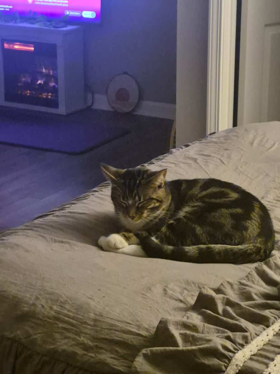 Looking for a forever home for the best cat! image 3