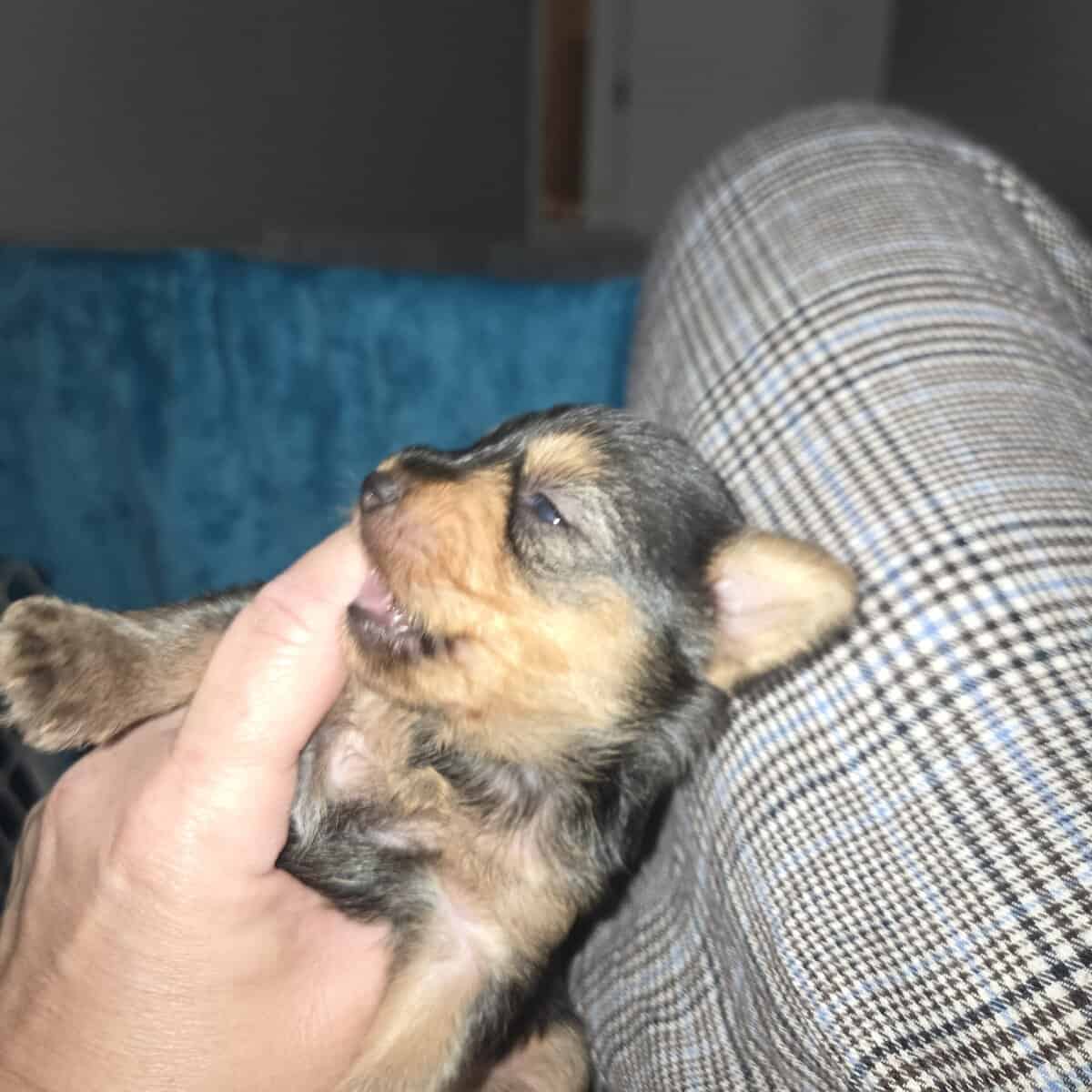 Yorkie image 2