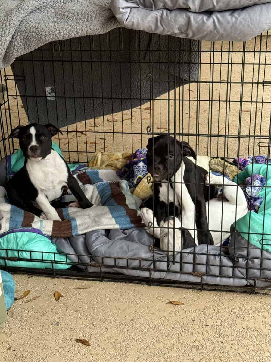 Healthy puppies need a loving home image 5