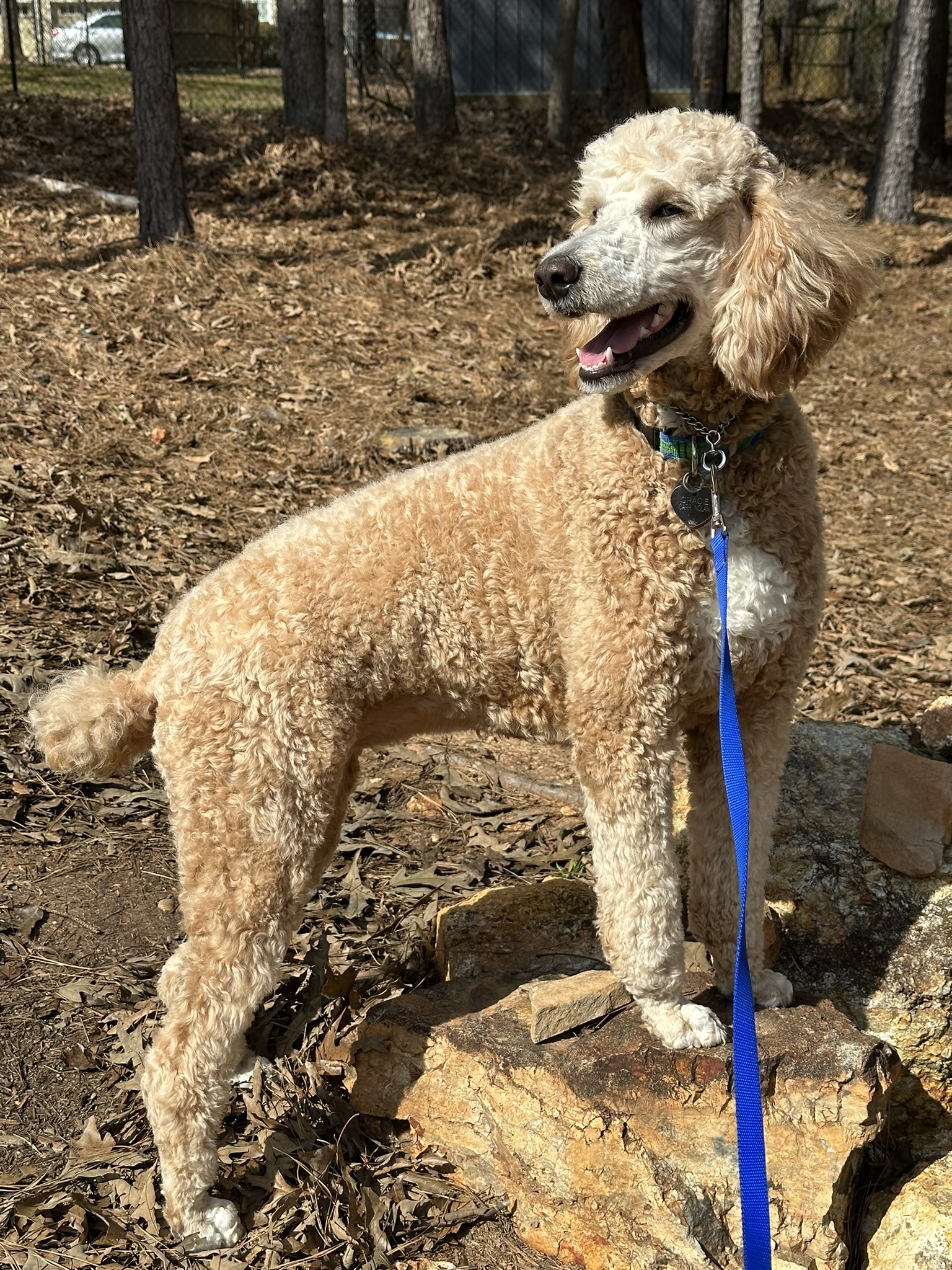 Gracie Pup Standard Poodle image 4