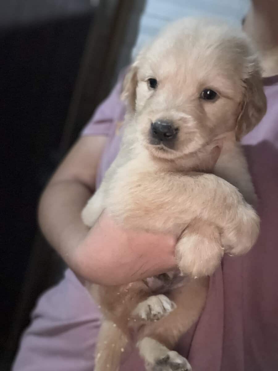 Golden retriever image 1