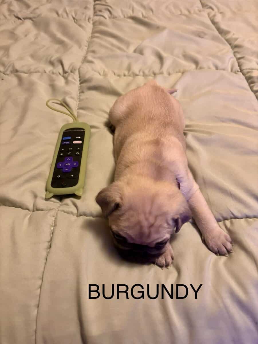 PUG PUPPIES!! image 10