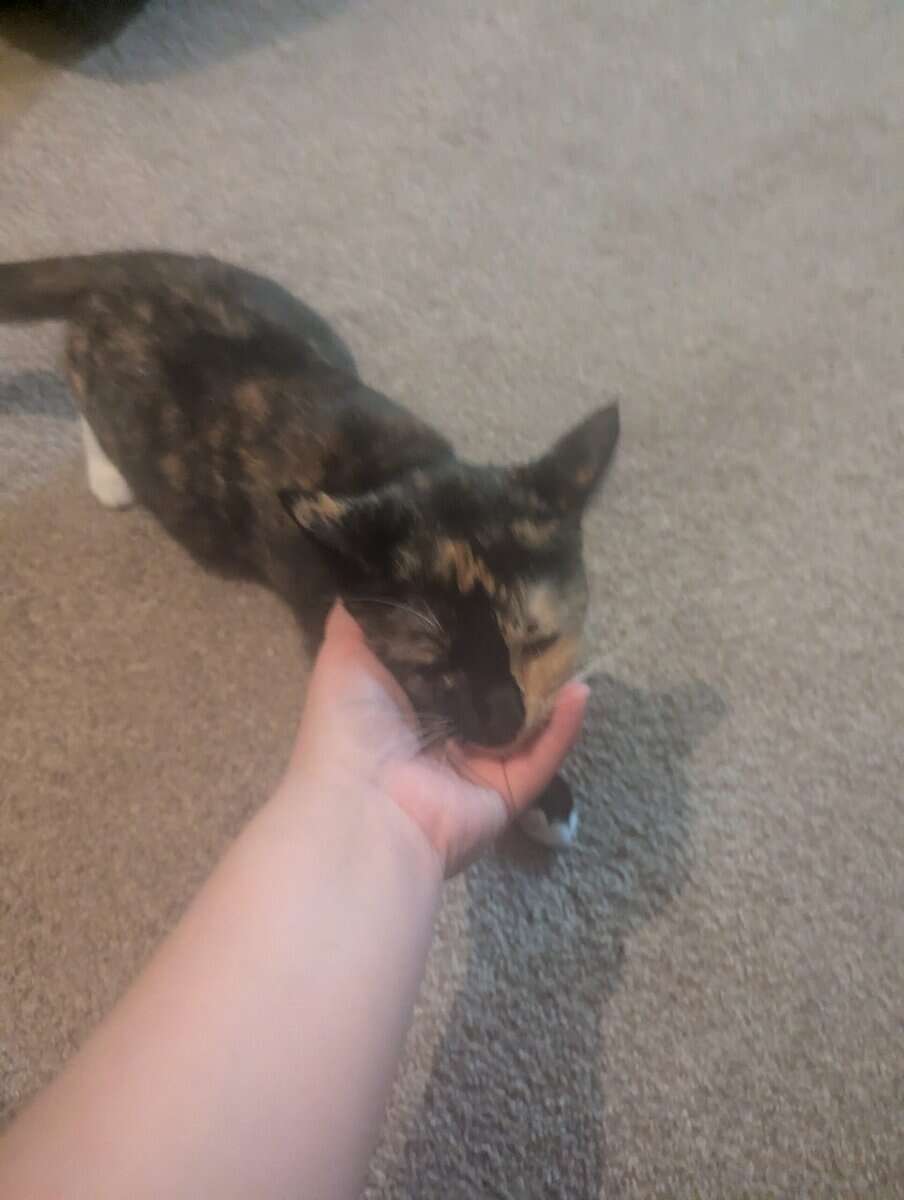 Free beautiful black/ orange calico cat image 5