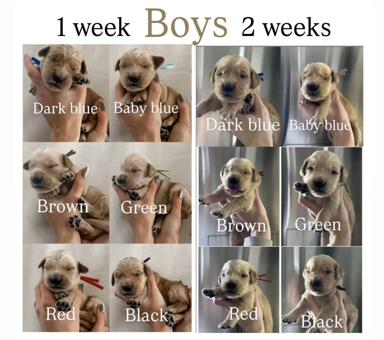 Purebred golden retrievers image 3